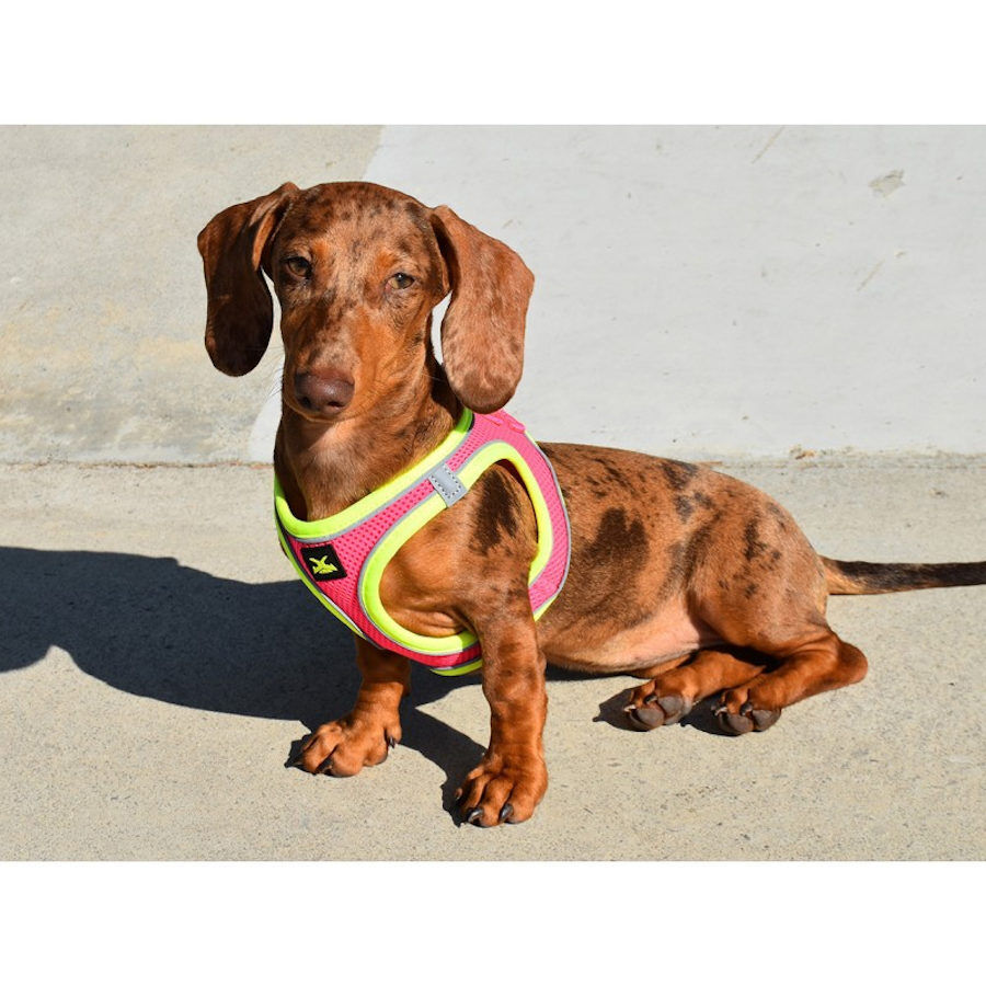 Nayeco X-TRM Neo F&uacute;csia Peitoral para c&atilde;es, , large Imagem n&uacute;mero 2